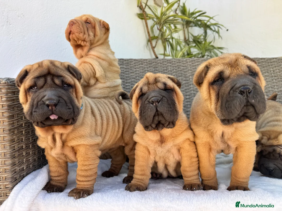 Shar Pei perros en venta: Los mejores bebé shar pei  - Anuncio 6