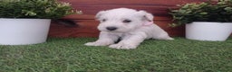 Schnauzer Miniatura perros en venta: Espectaculares schnauzers mini blancos - Anuncio 3