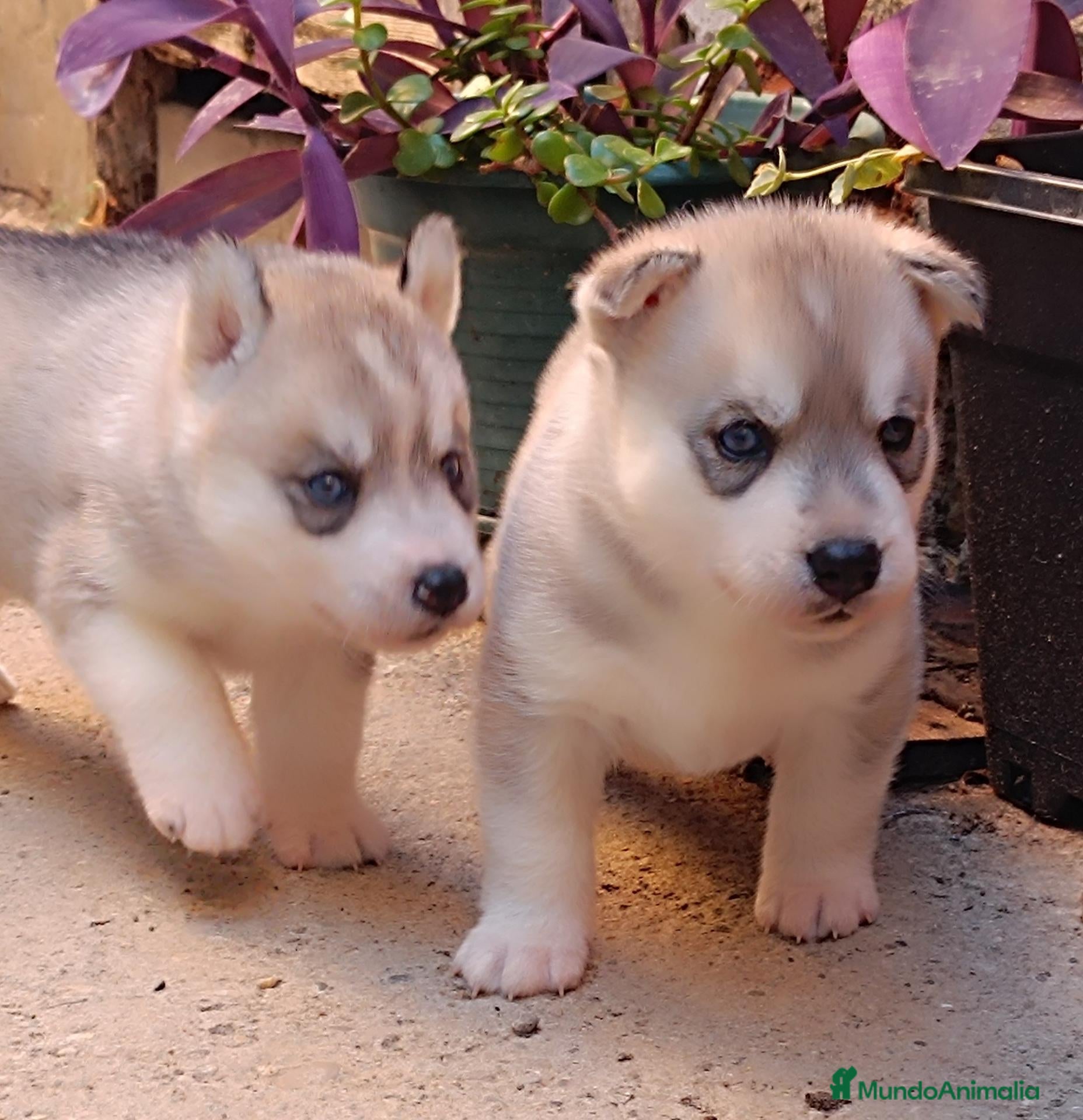 Husky Siberiano perros Siberian husky camada - Anuncio 24