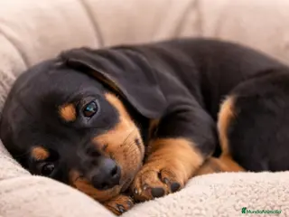 Teckel perros Cachorrito teckel MINIATURA - Anuncio 1