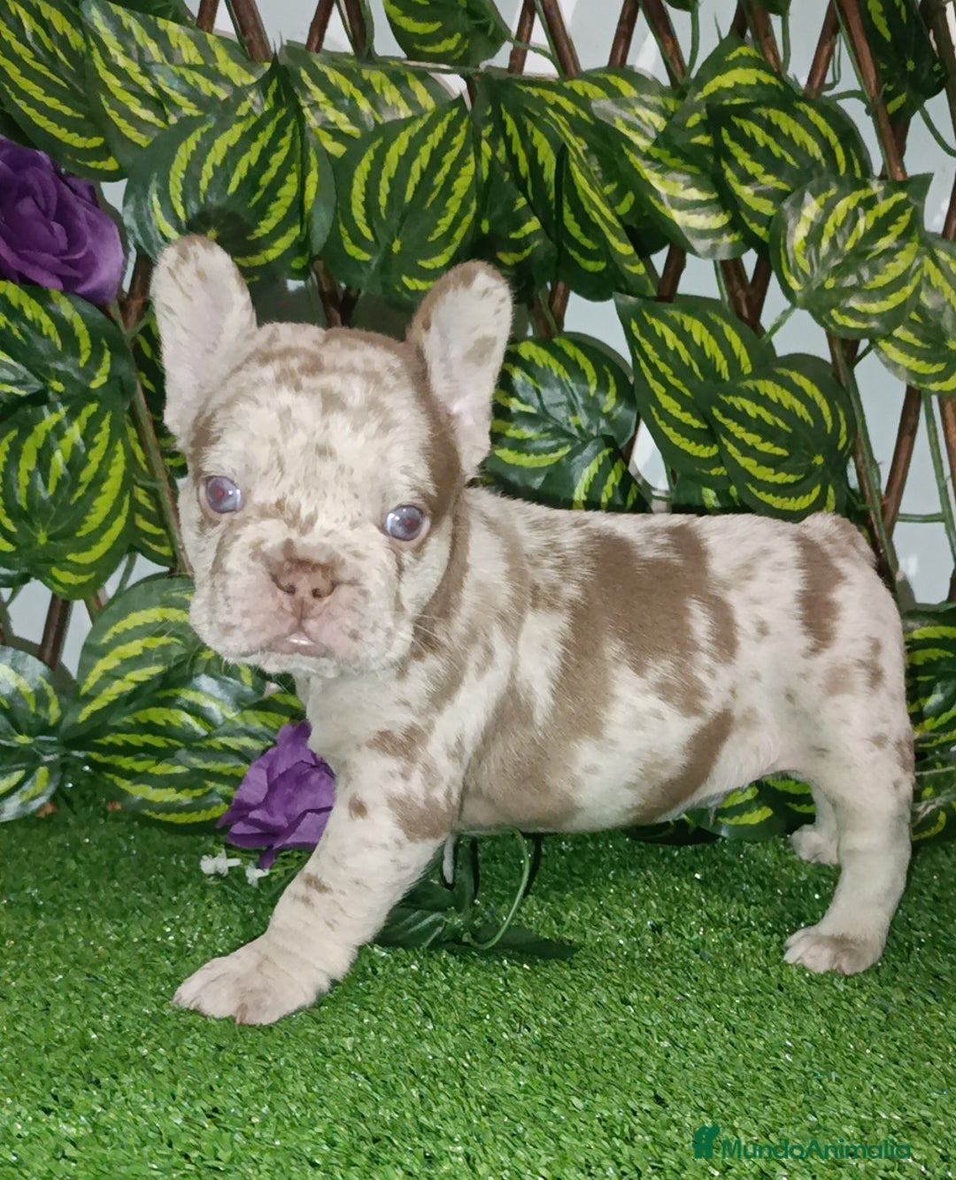 Bulldog Francés perros en venta: Frenchis bulldog  - Anuncio 8