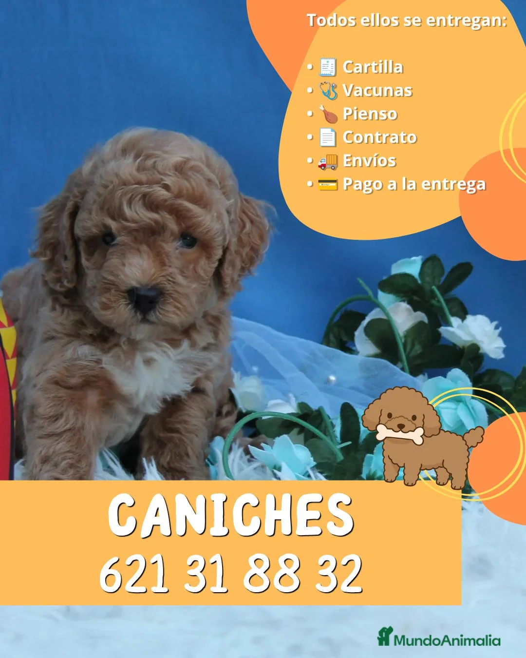Caniche Enano perros en venta: Preciosos caniches rojos y apricot  - Anuncio 1