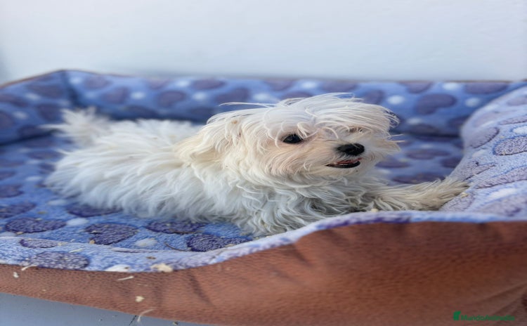 Bichón Maltés perros - Anuncio 4