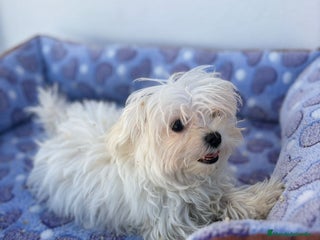 Bichón Maltés perros - Anuncio 34