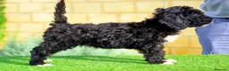 Perro de Agua Español perros en venta: Perro de agua , cachorros  - Anuncio 13