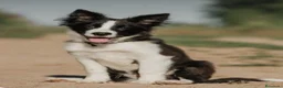 Border Collie perros en venta: Preciosos border collie - Anuncio 1