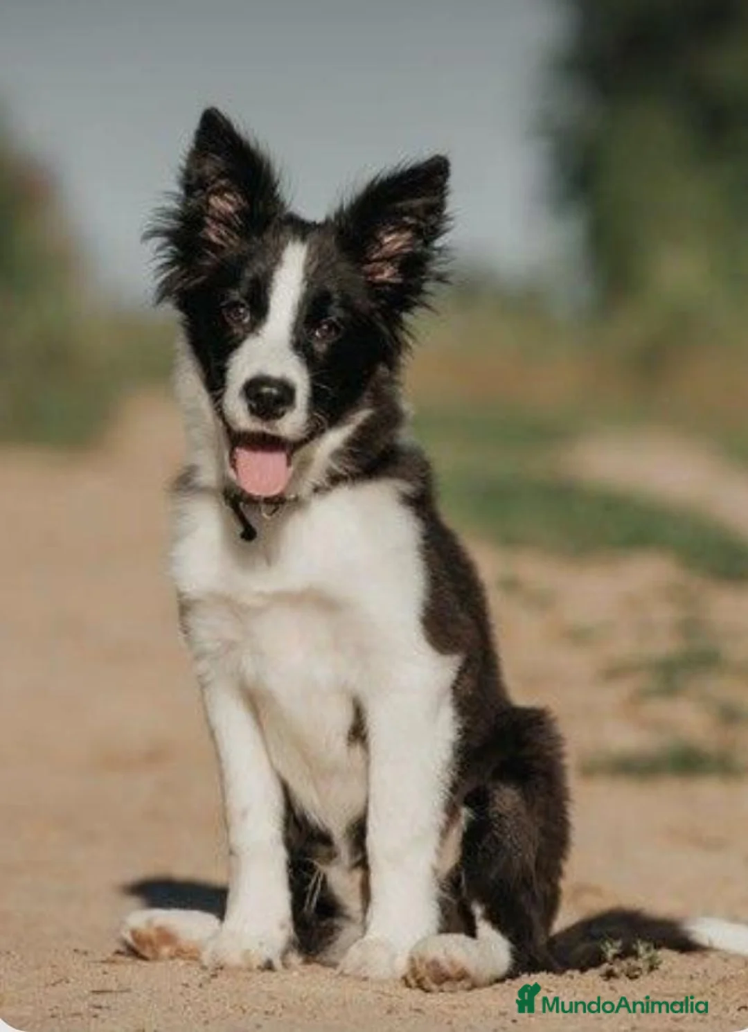 Border Collie perros en venta: Preciosos border collie - Anuncio 1