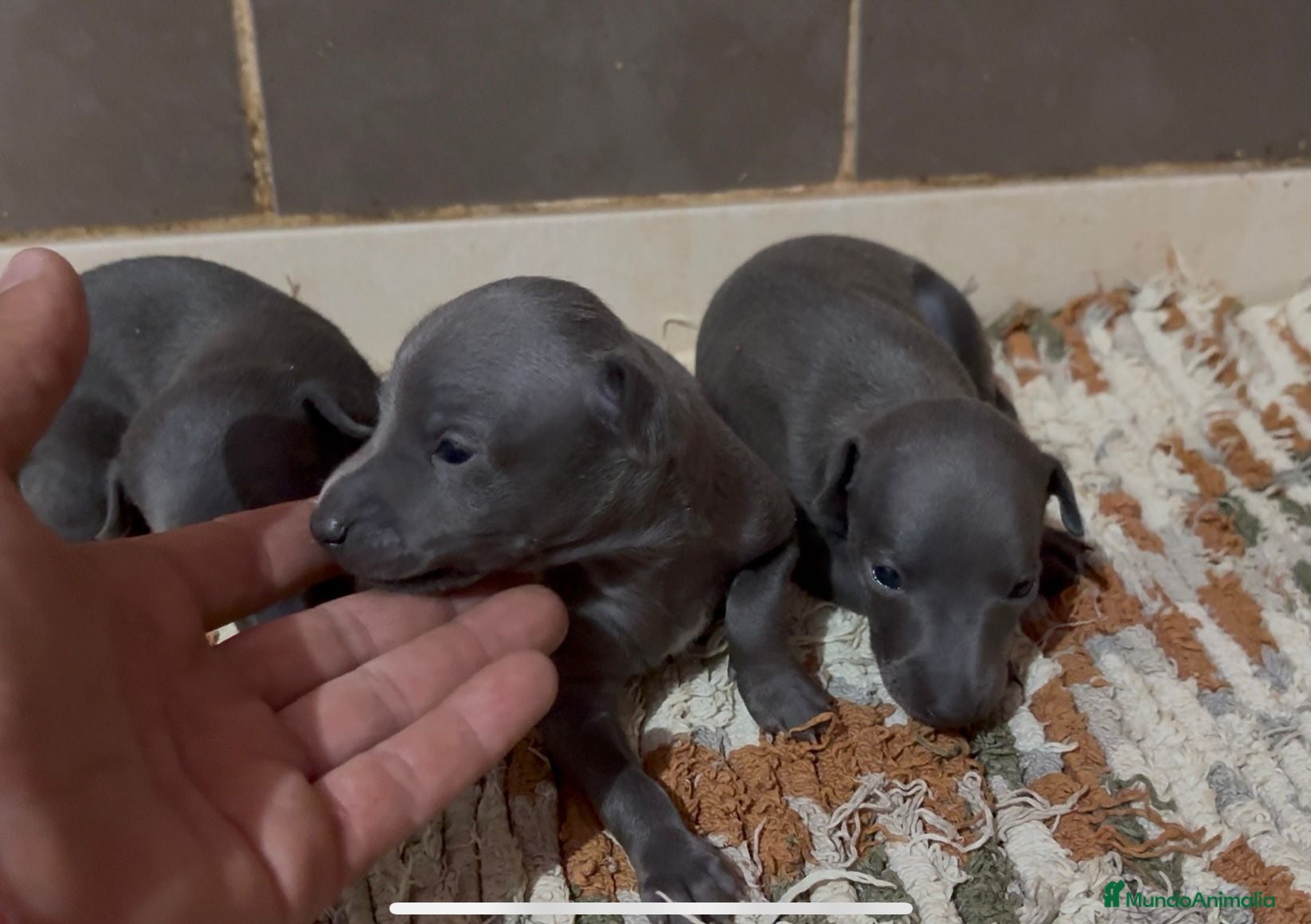 Pequeño Lebrel Italiano perros Galgo Italiano - Anuncio 2