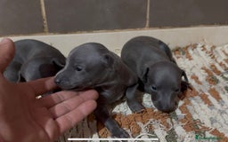 Pequeño Lebrel Italiano perros en venta: Galgo Italiano - Imagen 1