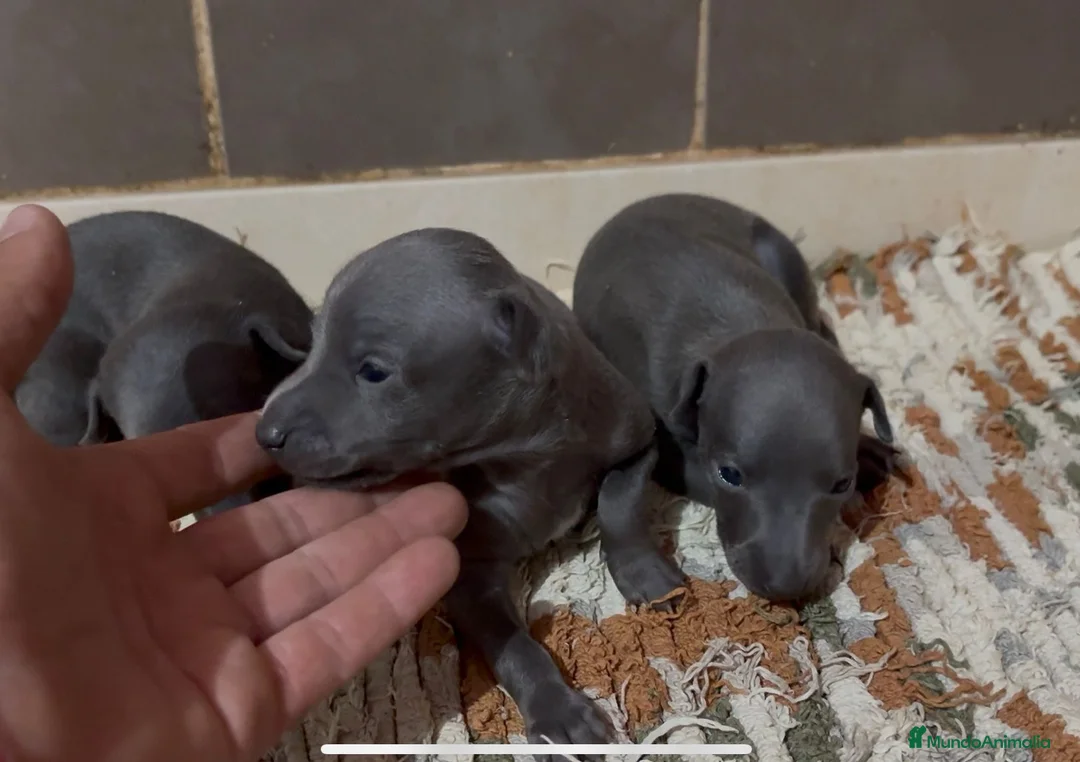 Pequeño Lebrel Italiano perros en venta: Galgo Italiano - Anuncio 1