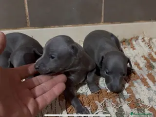 Pequeño Lebrel Italiano perros Galgo Italiano - Anuncio 7