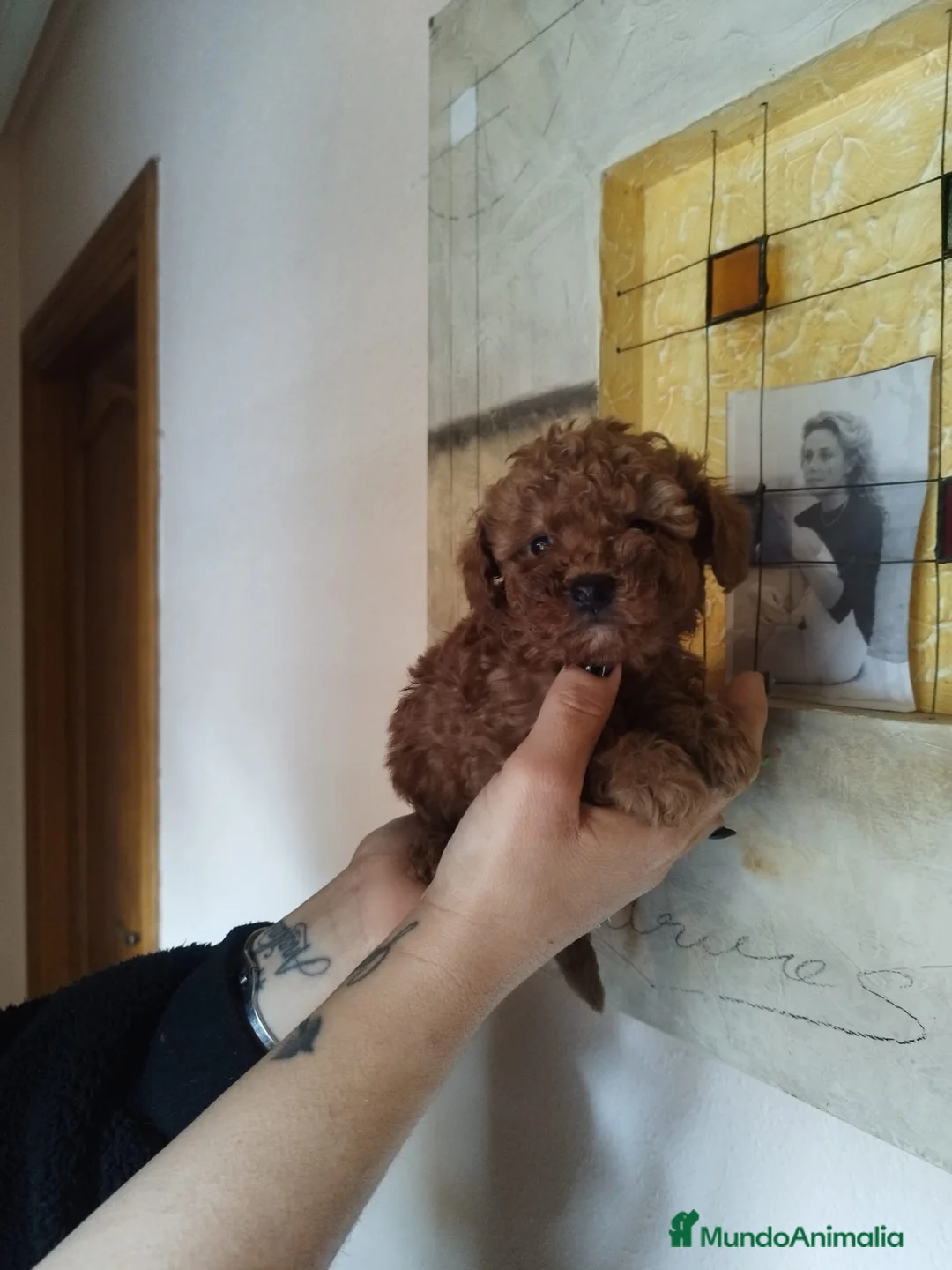 Caniche Toy perros en venta: CANICHE HEMBRA ROJA TOY EXCLUSIVA - Anuncio 3