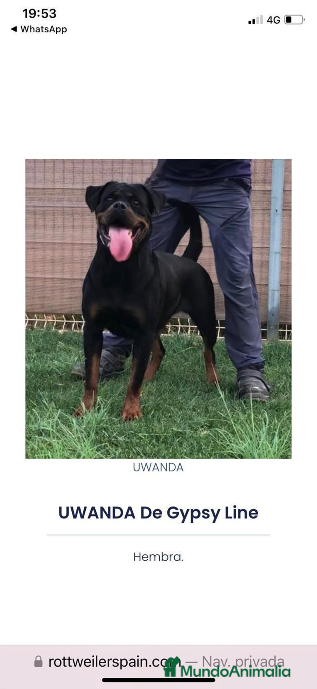 Rottweiler perros en venta: ROTTWEILER CACHORROS DISPONIBLES - Anuncio 8