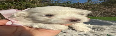 Bichón Maltés 4