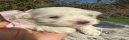 Bichón Maltés perros en venta: Cachorros Bichón Maltés Salamanca – Disponibles en Salamanca - Anuncio 3