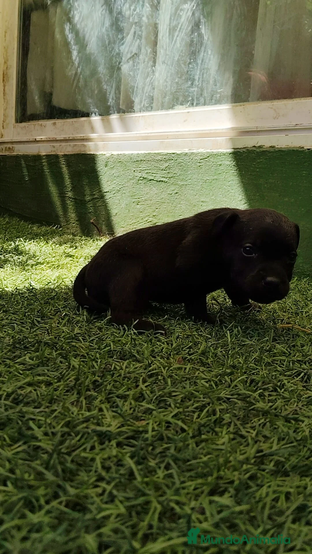 Staffordshire Bull Terrier perros en venta: Staffordshire Bull Terrier cachorros - Anuncio 16