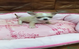 Chihuahua perros en venta: Chihuahua toy  - Imagen 8