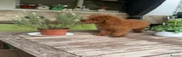 Caniche Enano perros en venta: CANICHE - Anuncio 3