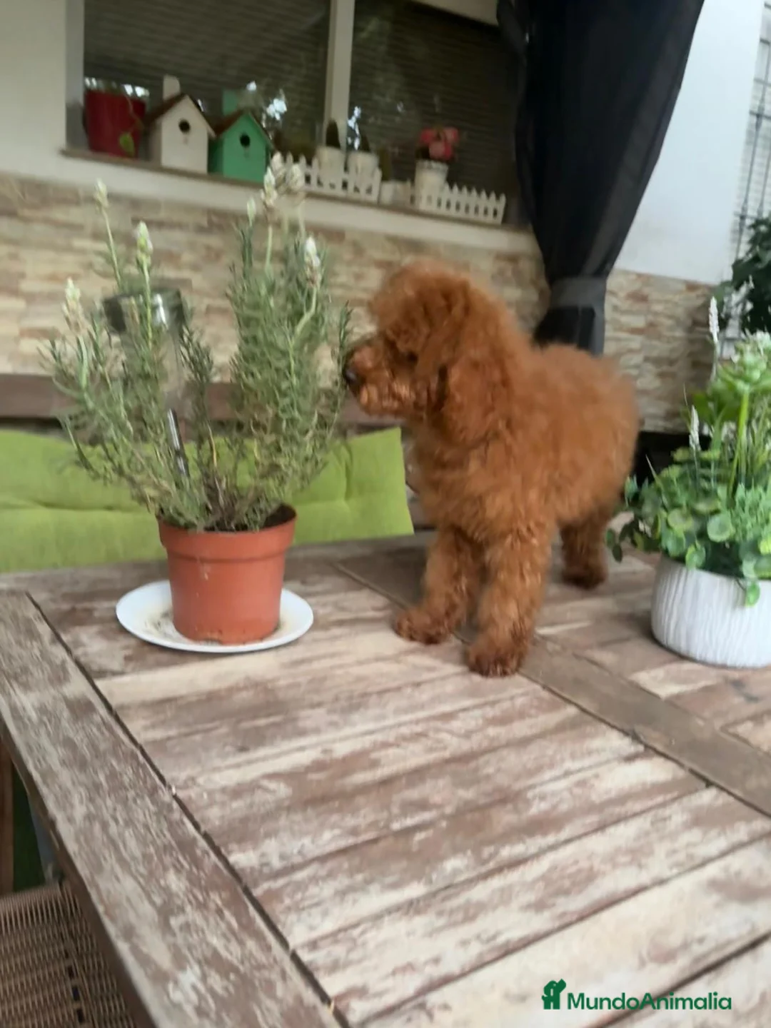 Caniche Enano perros en venta: CANICHE - Anuncio 3