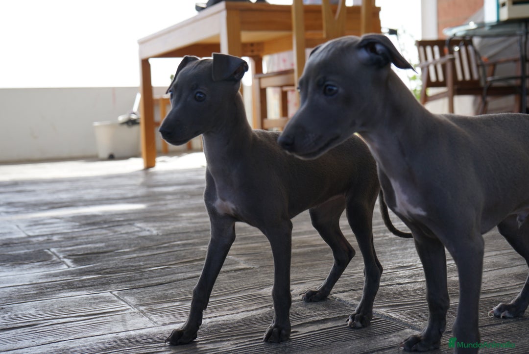 Pequeño Lebrel Italiano perros en venta: 🌟 Sirius y Selena – Galgos italianos blue 🐾 - Imagen 3