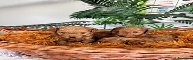 Caniche Toy 3