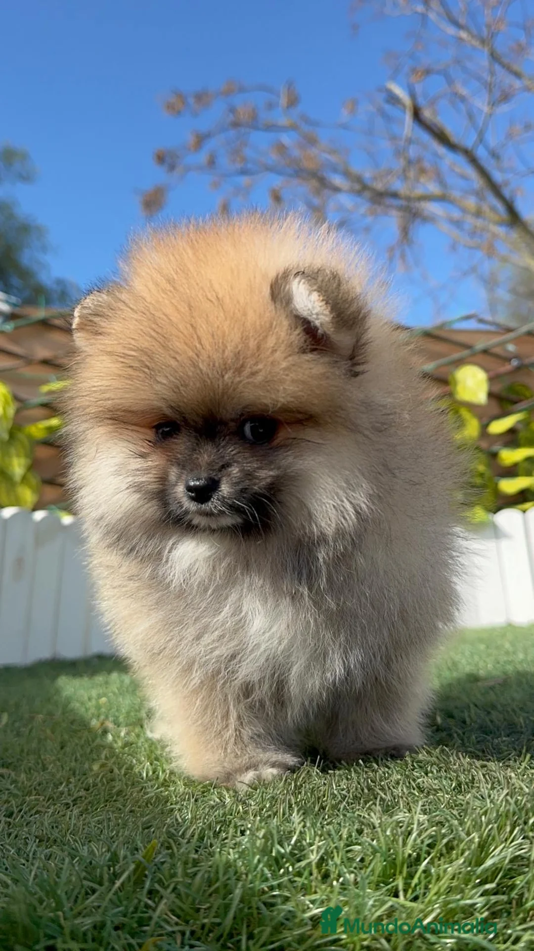 Pomerania perros en venta: POMERANIA HEMBRA - Anuncio 3