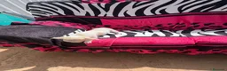 Chihuahua perros en venta: Chihuahua toy macho y hembra  en Barcelona - Anuncio 8