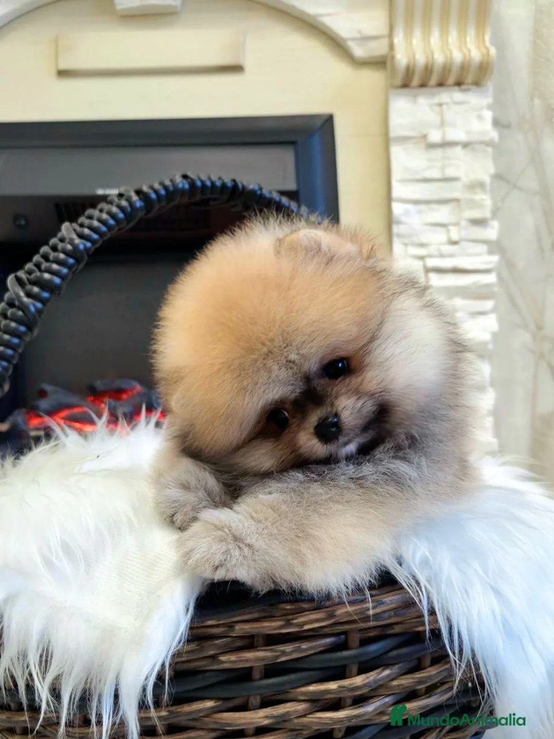 Pomerania perros en venta: Cachorros de Pomerania - Anuncio 3