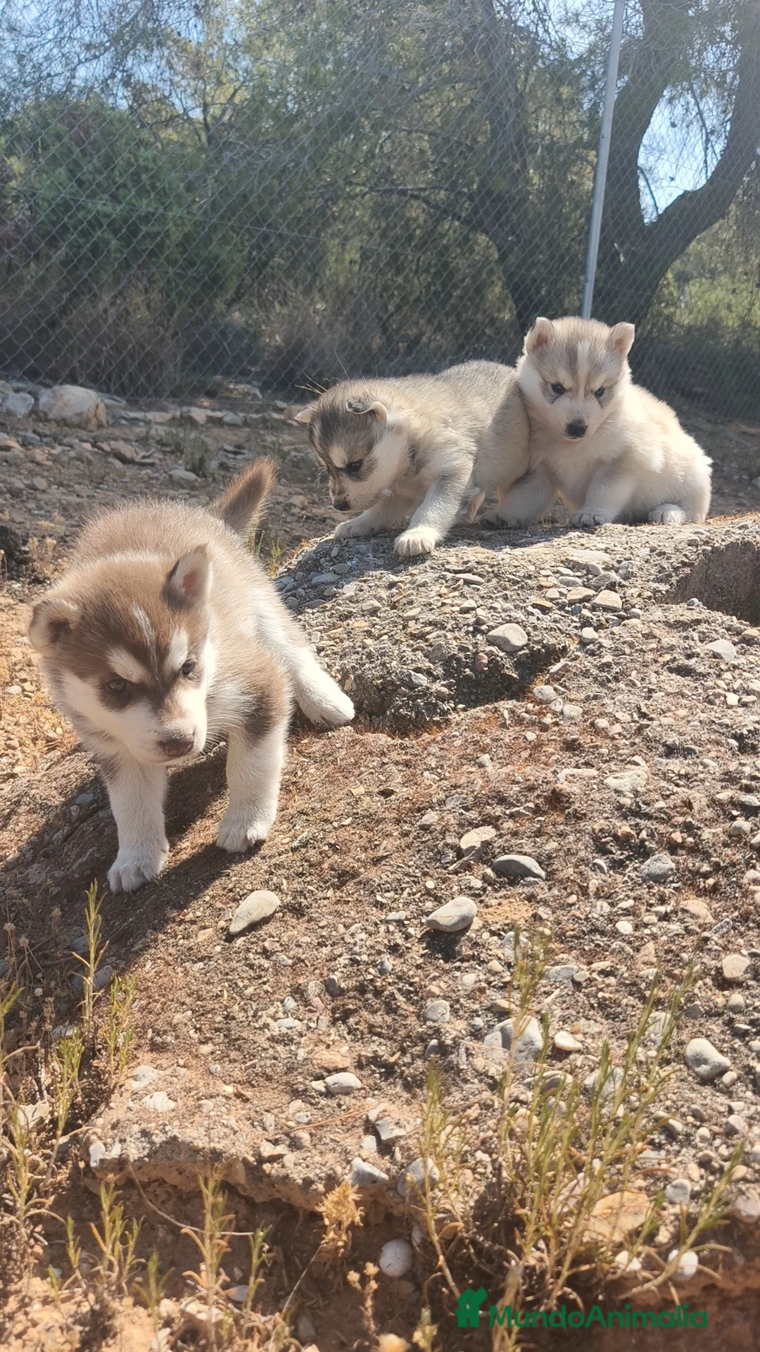 Husky Siberiano perros en venta: Husky SIBERIANO Macho y Hembra disponibles  - Anuncio 2