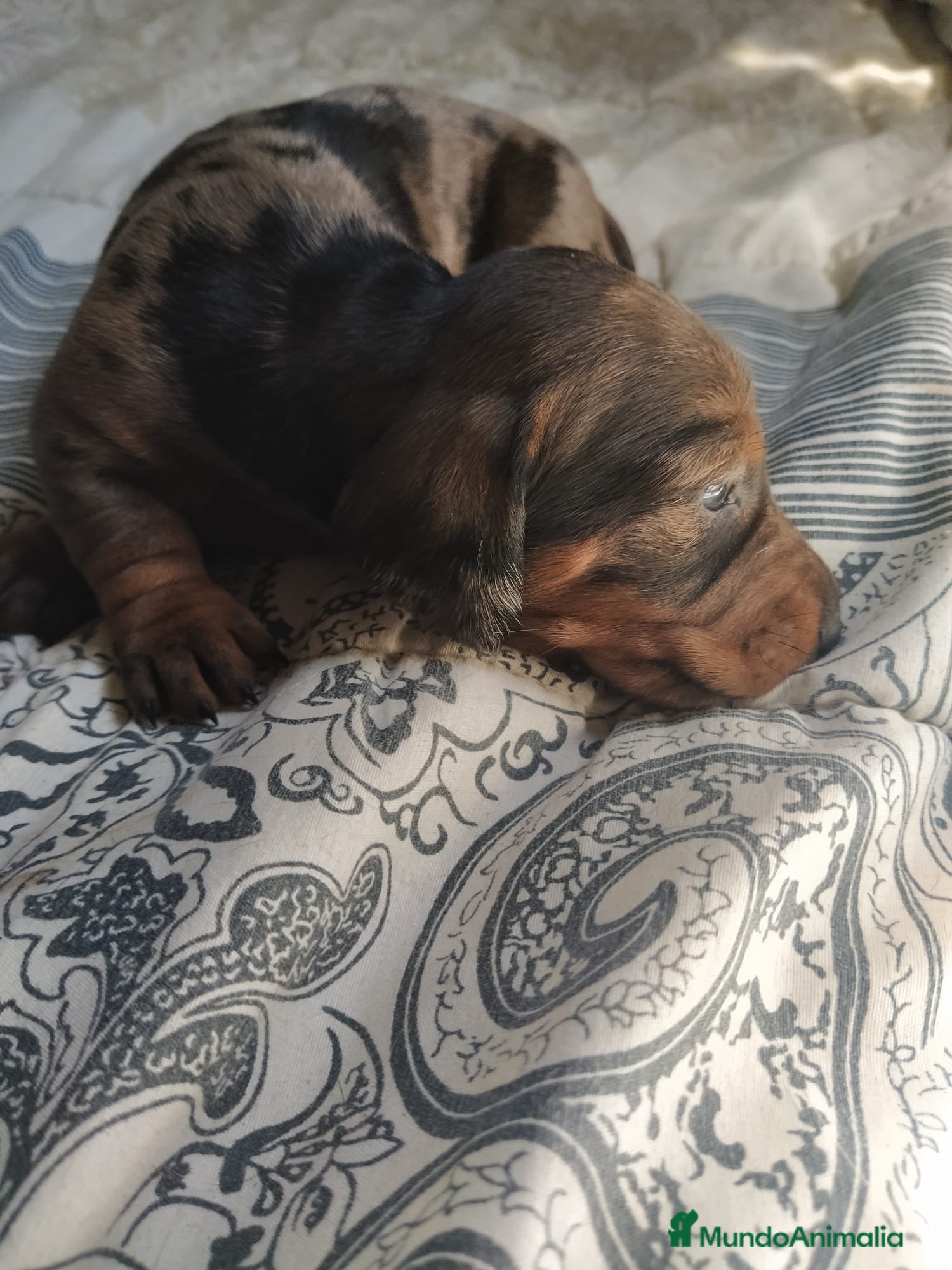 Teckel perros Teckel arlequín hembra💖🐾 - Anuncio 1