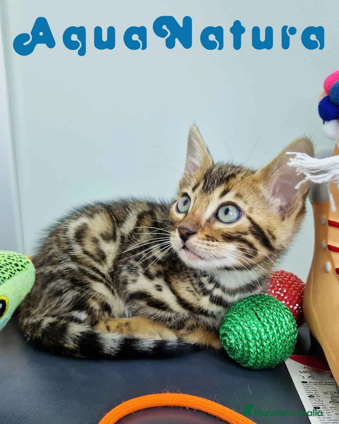 Bengalí gatos en venta: Bengali Macho 4568 AQUANATURA - Anuncio 5