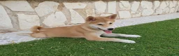 Shiba Inu perros en venta: Shiba Inu Cachorros - Anuncio 3