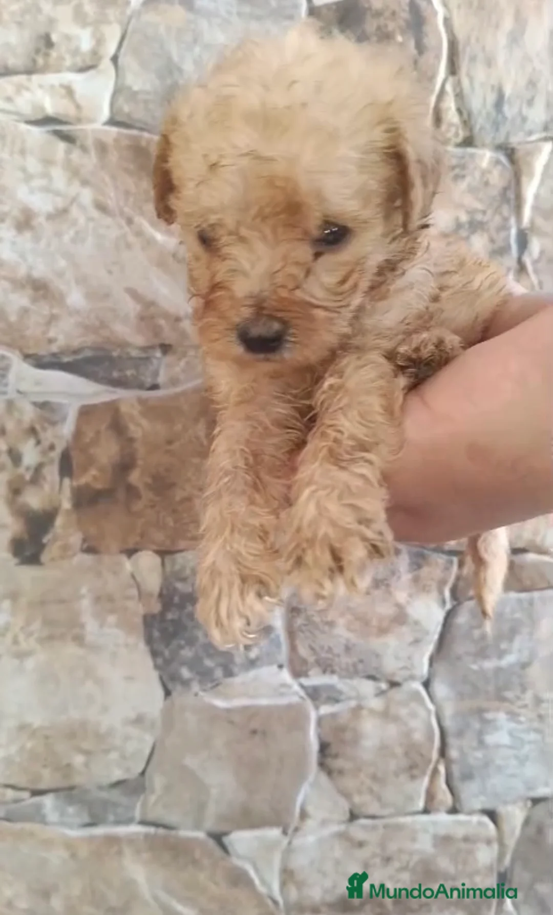 Caniche Toy perros en venta: Caniche apricot Toy macho disponible 🐶🐾 en Córdoba - Anuncio 3
