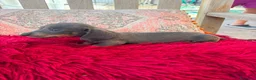 Teckel Miniatura perros en venta: Teckel kaninchen  - Anuncio 13