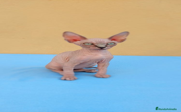 Sphynx gatos - Anuncio 4