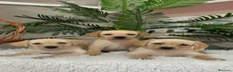 Labrador Retriever perros en venta: LABRADOR RETRIEVER - Anuncio 4