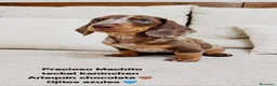 Chihuahua perros en venta: Impresionantes teckel canichen kanichen - Anuncio 5