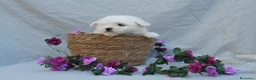 Bichón Maltés perros en venta: PRECIOSOS BICHON MALTES  LINEA TOY   - Anuncio 19