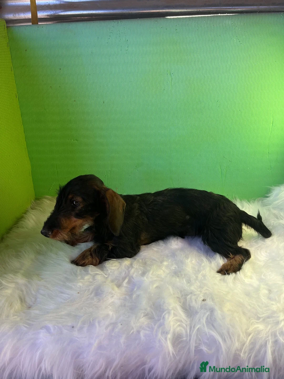 Teckel Miniatura perros en venta: Teckel pelo duro - Anuncio 6