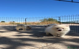 Pomerania perros en venta: Preciosa camada de Pomerania  - Imagen 5