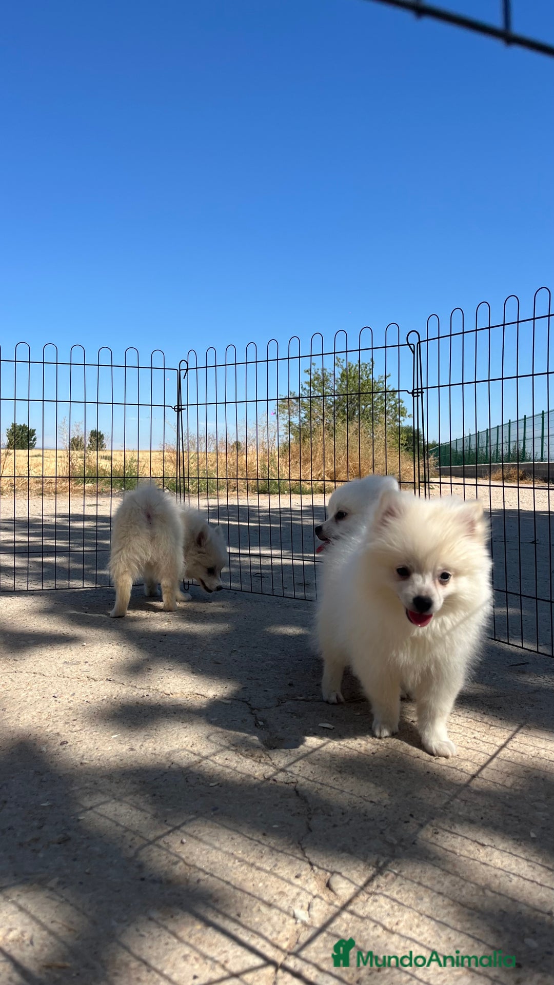 Pomerania perros en venta: Preciosa camada de Pomerania  - Imagen 5