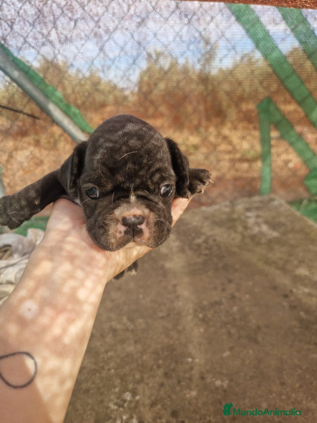 Bulldog Francés perros en venta: 3 hembras de bulldog francés  - Imagen 7