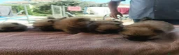 Pomerania perros en venta: ECONÓMICOS Disponible Hembras y 2 macho POMERANIA - Anuncio 4