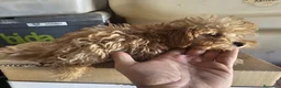Caniche Toy perros en venta: Caniche rojo toy - Anuncio 6