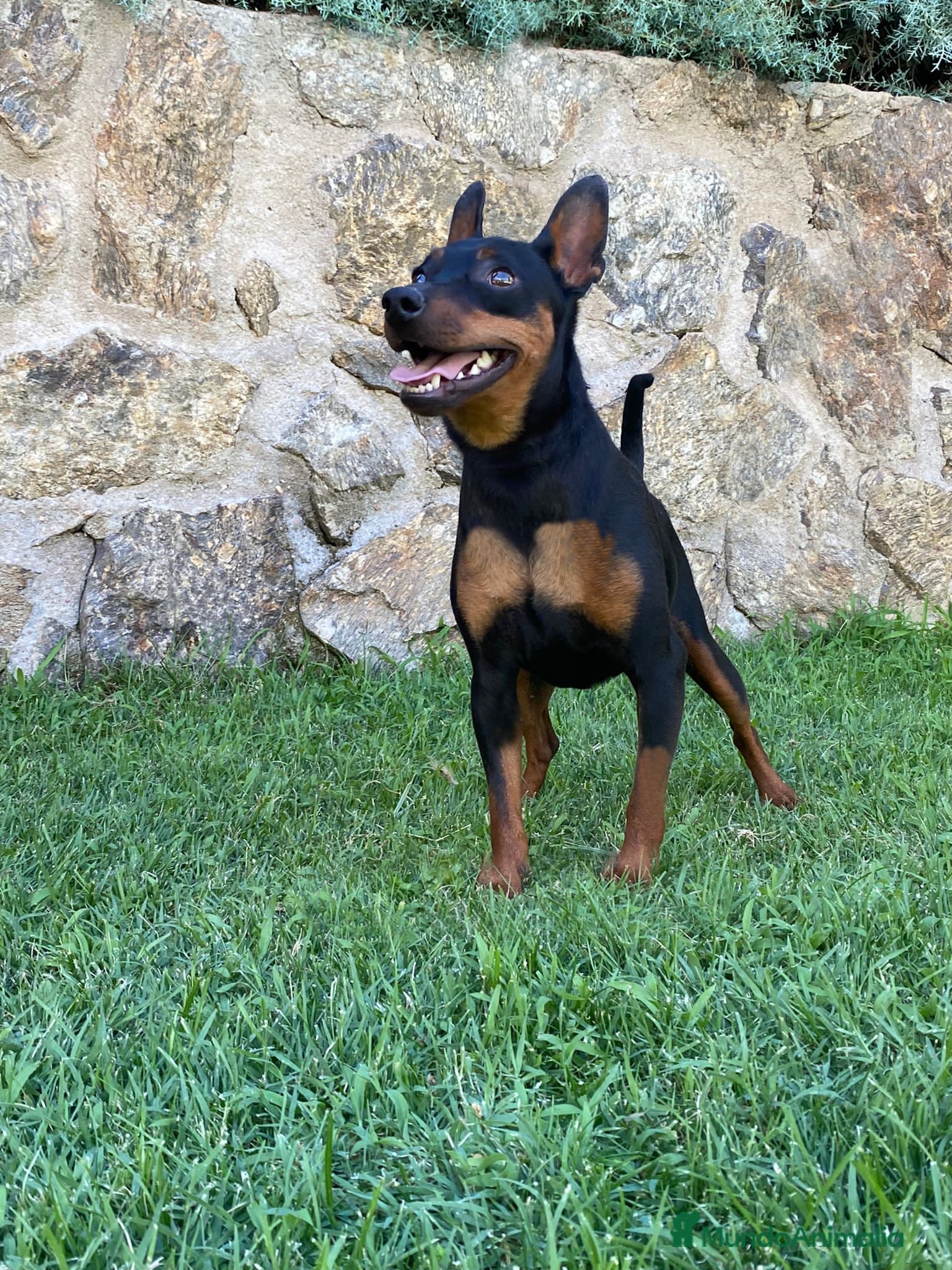 Pinscher Miniatura perros Mini Pincher  - Anuncio 1