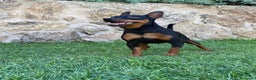 Pinscher Miniatura perros en venta: Mini Pincher  - Anuncio 1