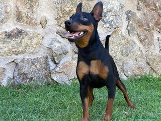 Pinscher Miniatura perros Mini Pincher - Anuncio 8