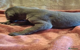 Dogo Alemán perros en venta: Dogo Alemán Azul - Imagen 5