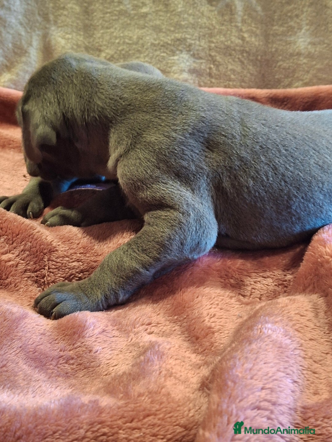 Dogo Alemán perros en venta: Dogo Alemán Azul - Imagen 5
