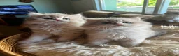 Británico de Pelo Corto gatos en venta: Camada de british longhair y shorthair golden - Anuncio 7
